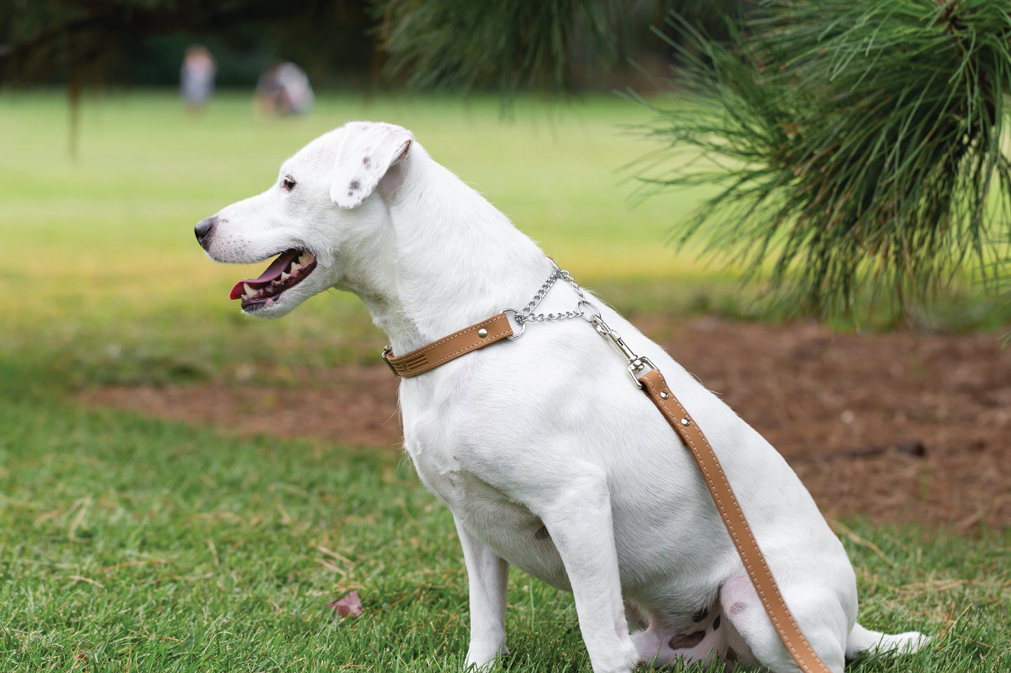 Martingale Khaki Leather Dog Collar - Leather Dog Collar - Euro - Dog Collars and Leads