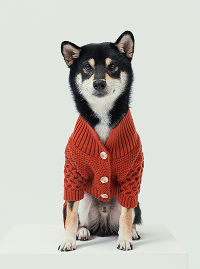 Bert Cardigan Sweater Orange Dog Apparel Premium Pet Supply - main product image