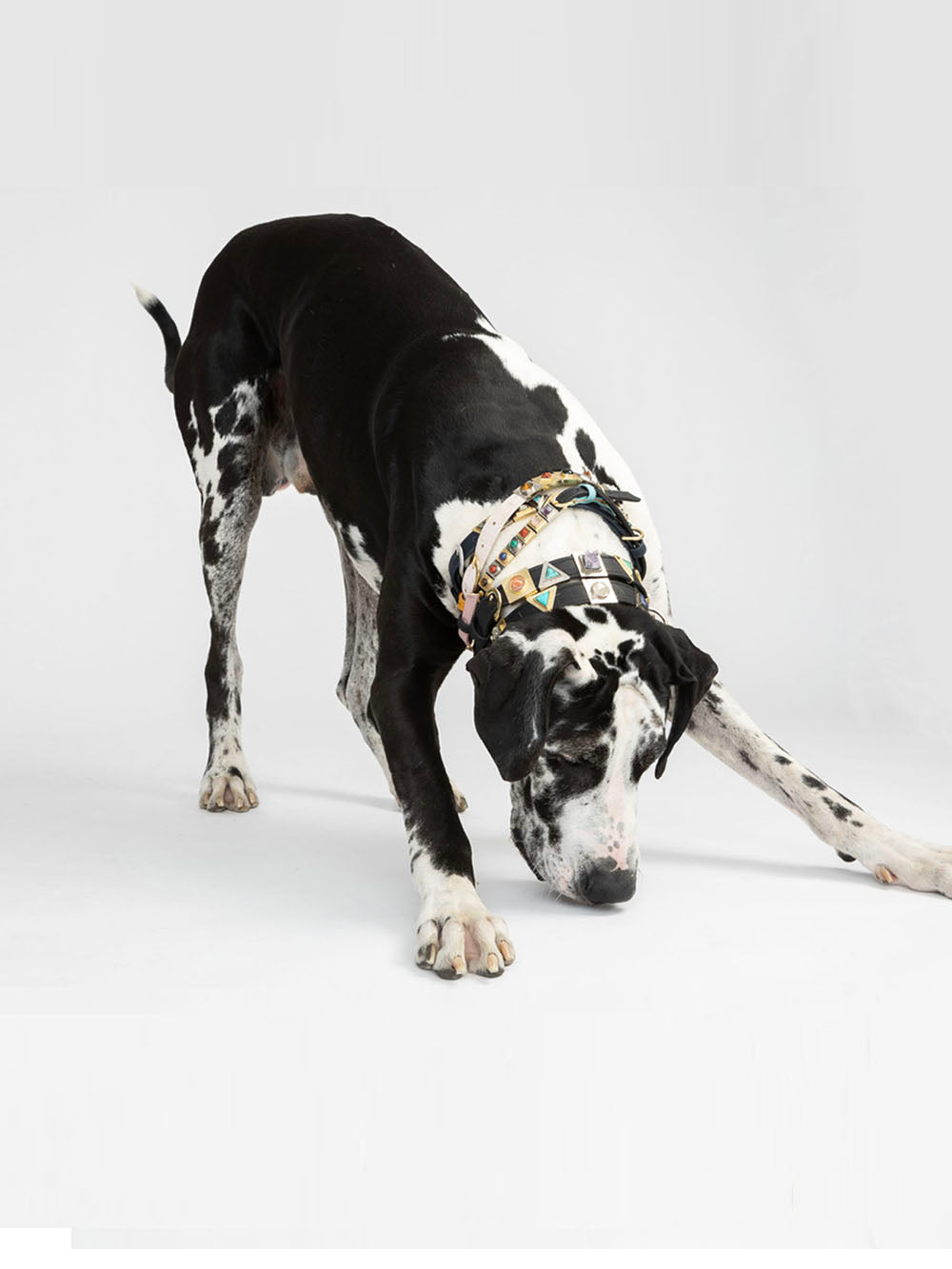 Cloud White Cork Leather Collar - Purrfect Pet Kingdom