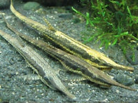 Longnose Twig Catfish (Farlowella gracilis)