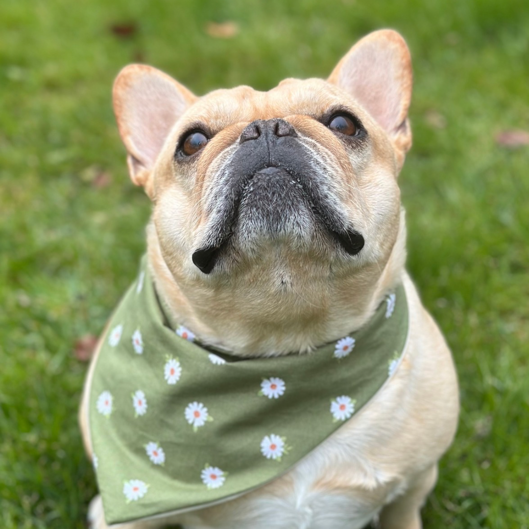 Daisy Dog Bandana - Purrfect Pet Kingdom