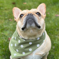 Daisy Dog Bandana