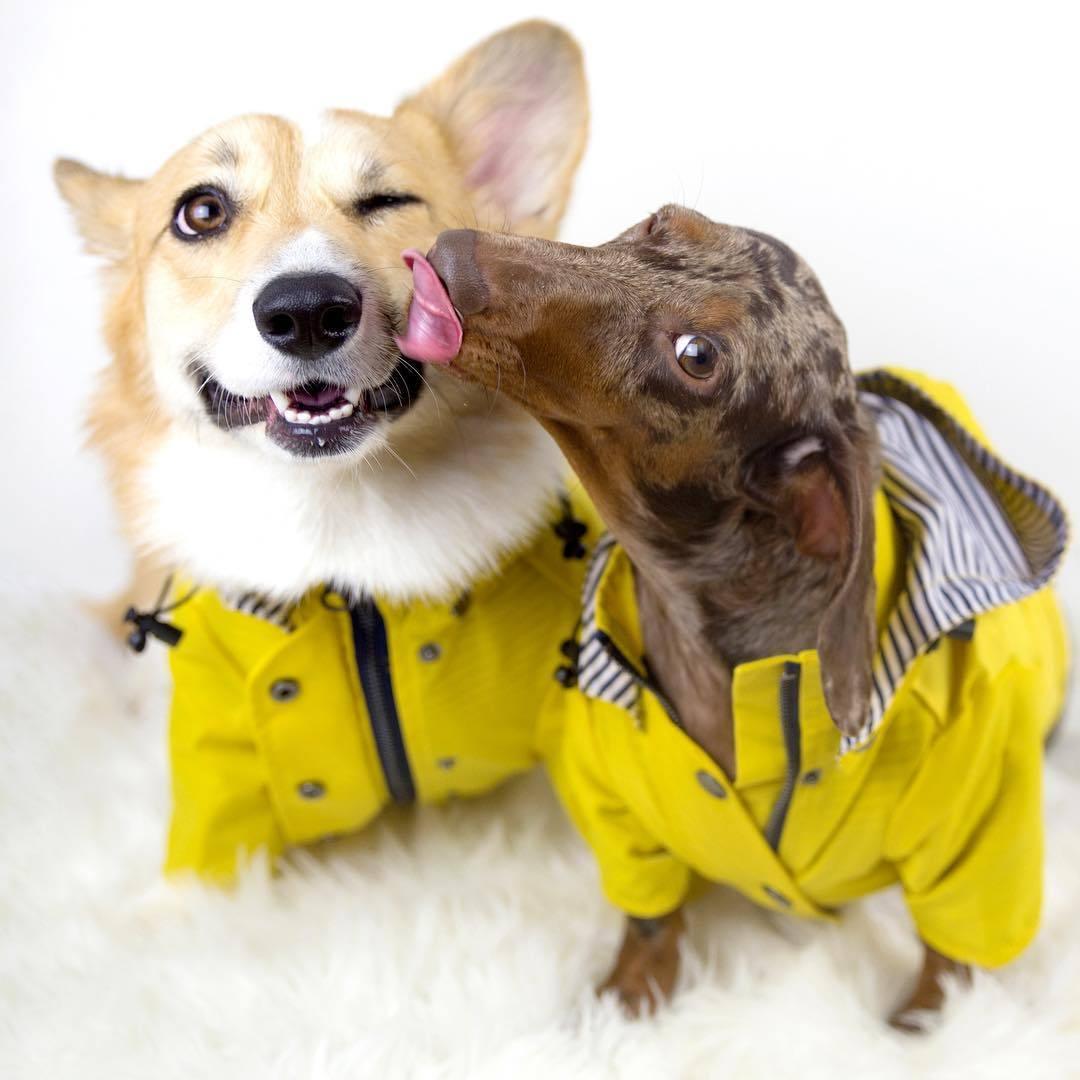 Dog Raincoat – Yellow Hooded Jacket with Storage Pockets