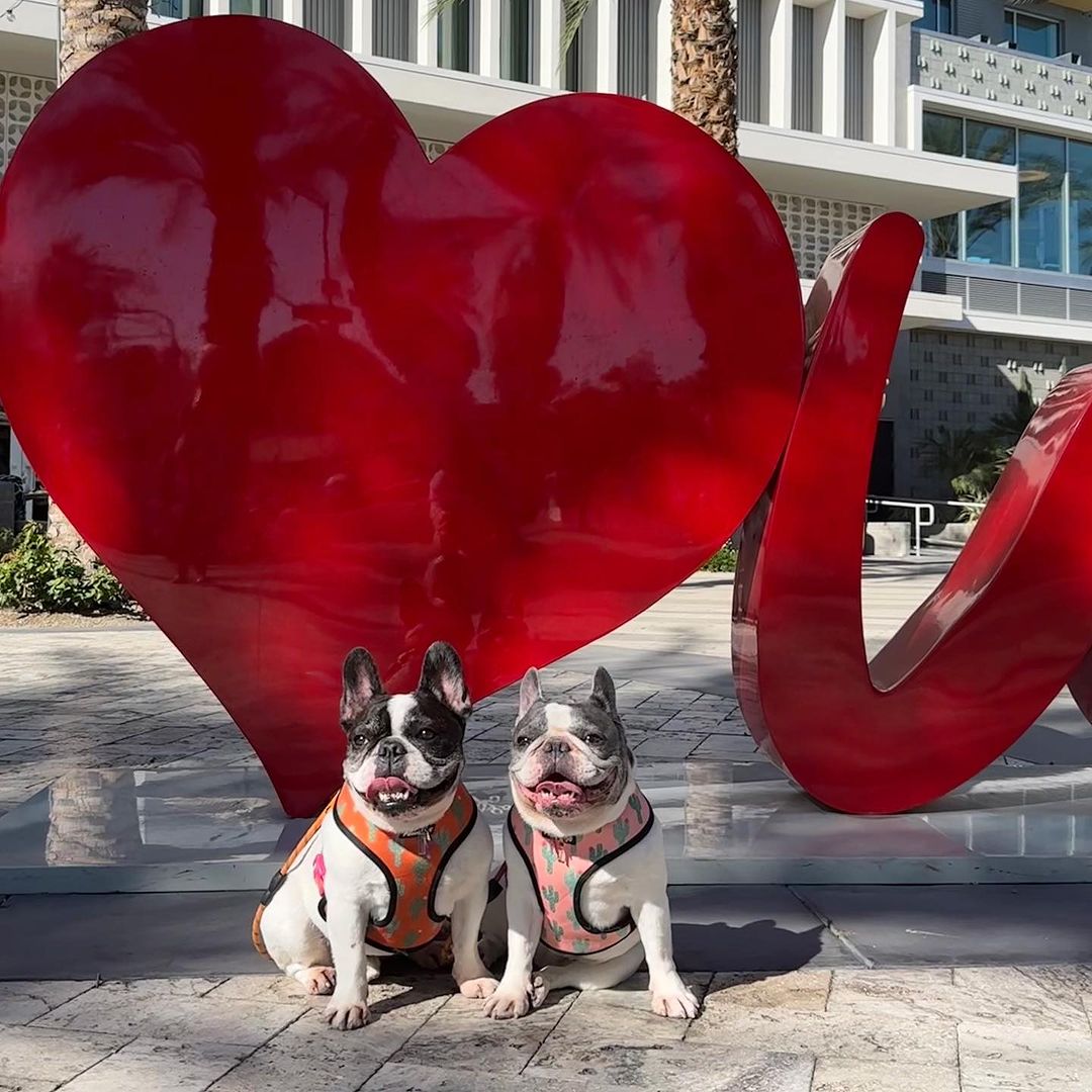 Succa For You Reversible Harness - Reversible Harness - Pawmigo