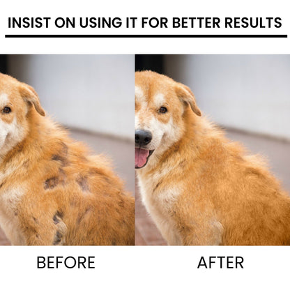 Before/after of a dog using Purrfect Pet Kingdom spray: from patchy bald spots to a full, healthy ginger coat.