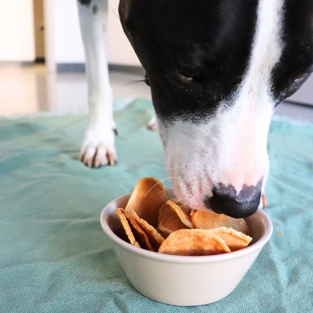 Turkey Tendon Chips Dog Treats 5 Oz USA ✅