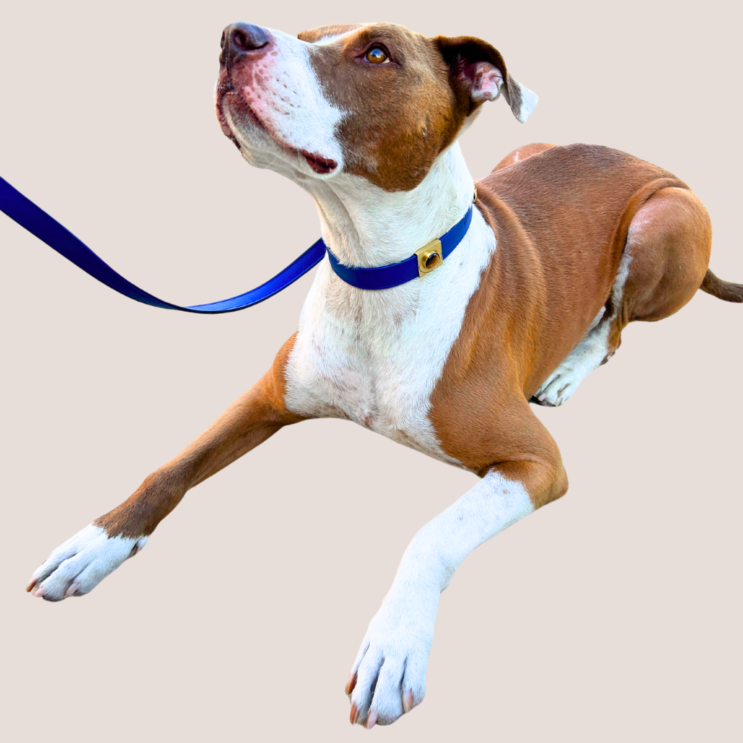 Galactic Blue Cactus Collar - Purrfect Pet Kingdom