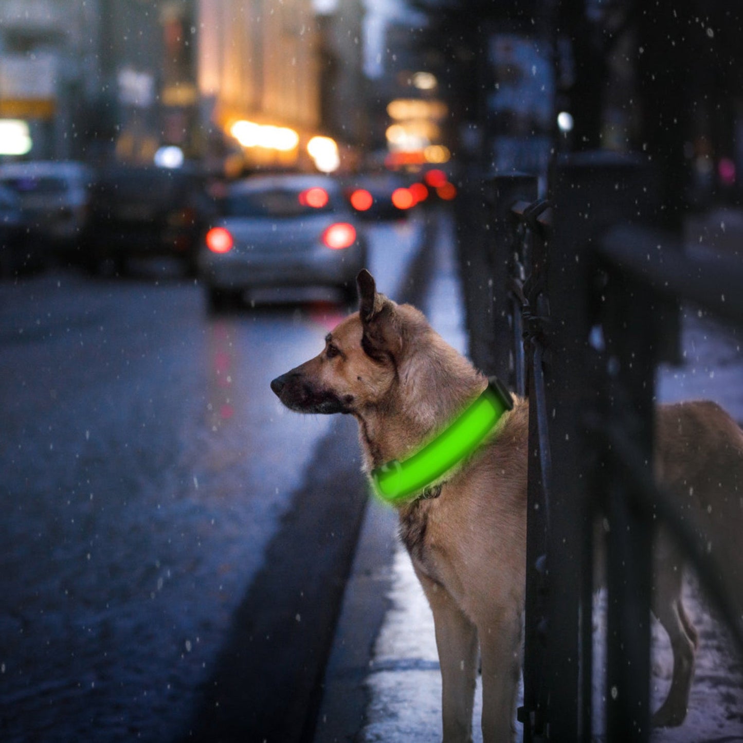GBruno LED Dog Collar