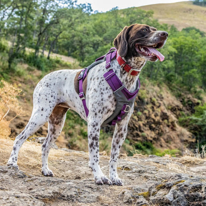 Purple and gray Journey Air Dog Harness with reflective trim and front D-ring on a spotted dog outdoors.