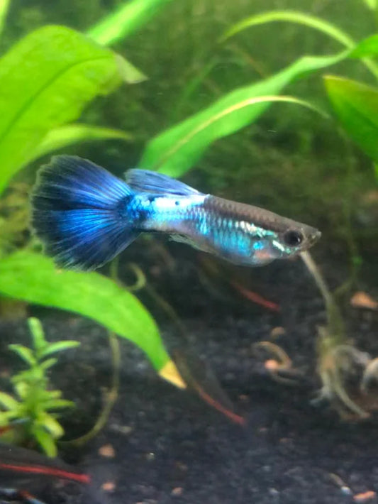 Blue Diamond Guppy (Pair)