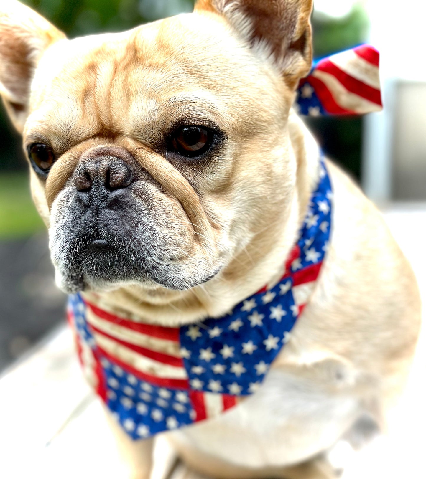 USA Dog Bandana - Purrfect Pet Kingdom