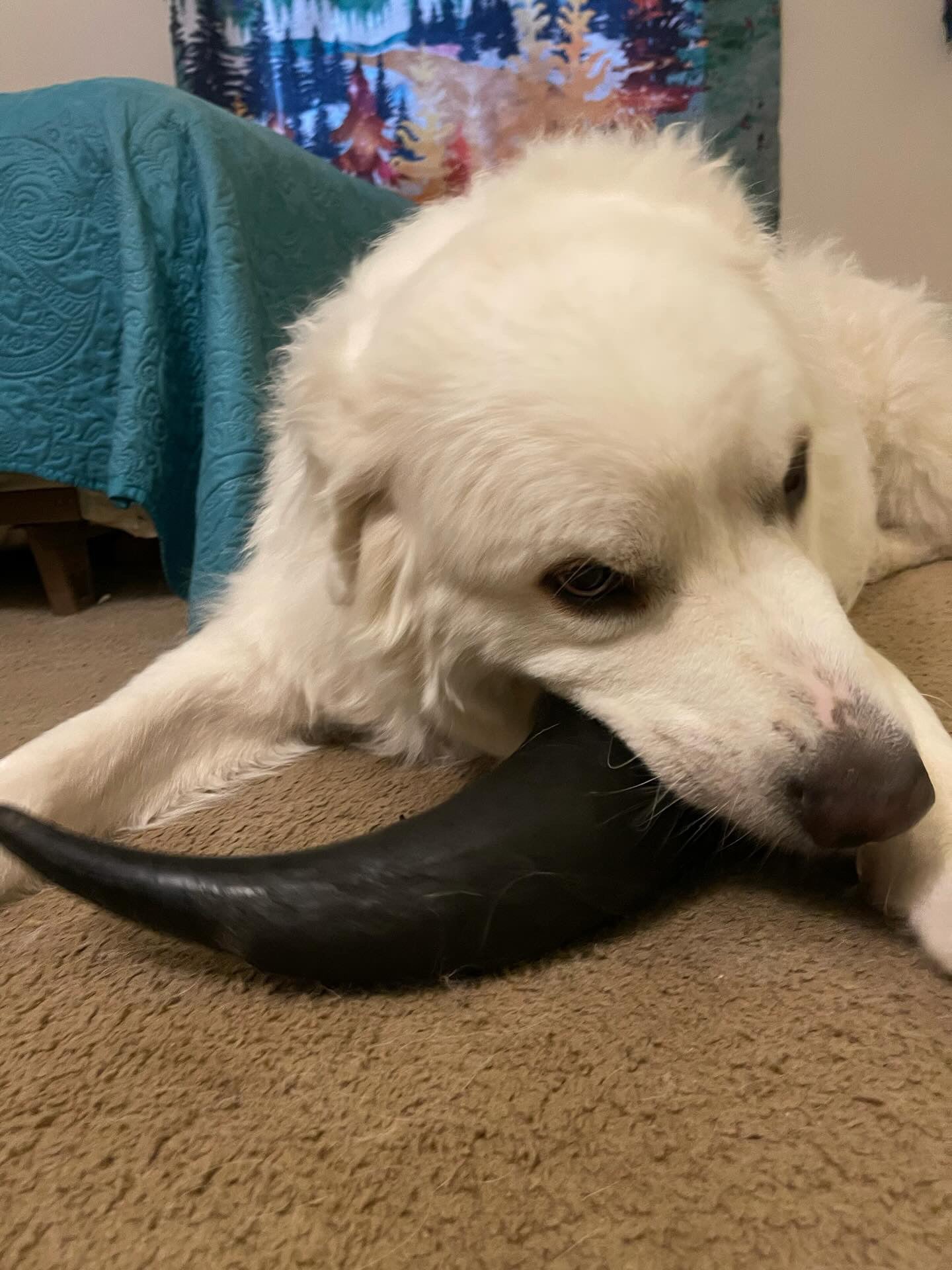 Bison Horn (Grass Fed & Finished) | Purrfect Pet Kingdom
