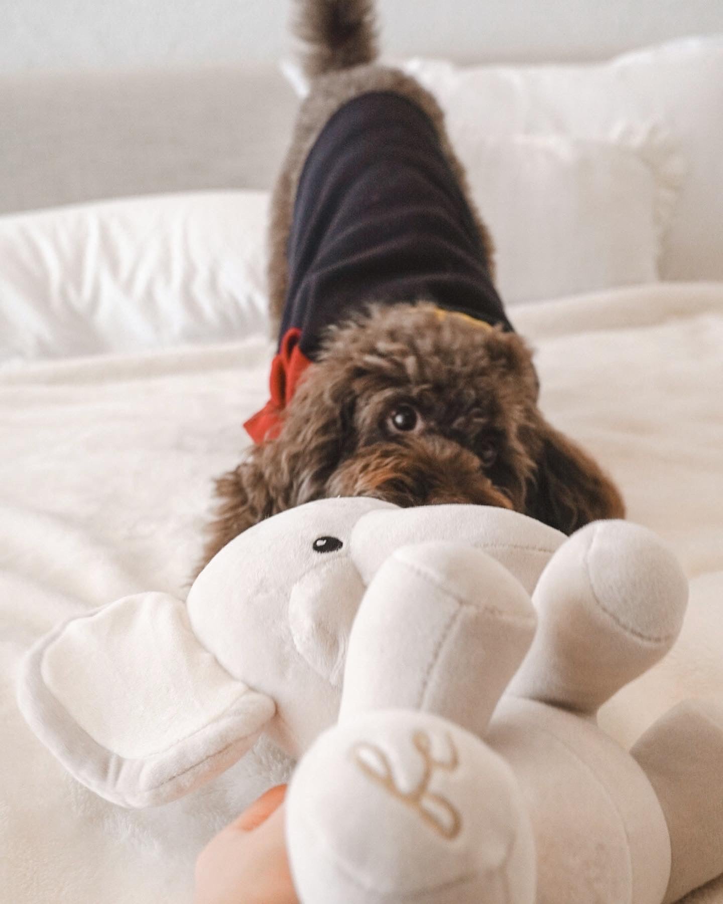 Ella Plushie - Pet Toy - Elise Galleria