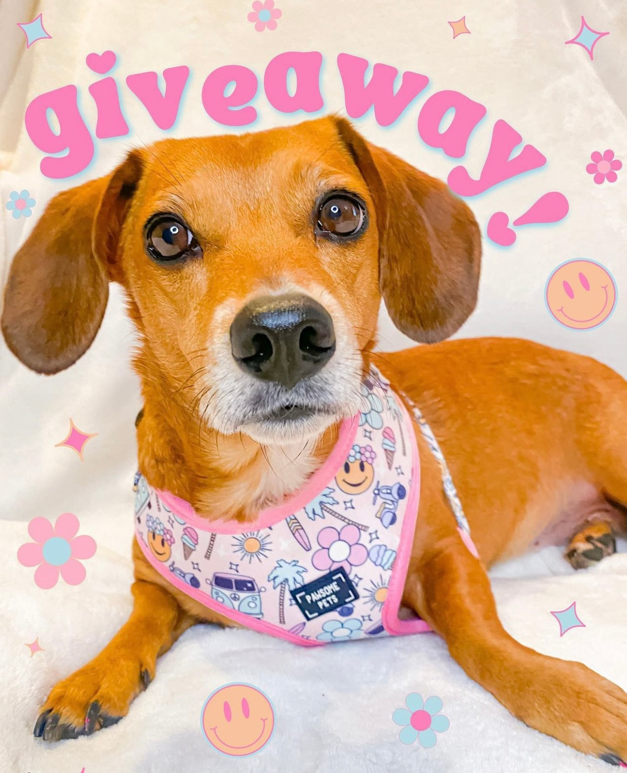 ADJUSTABLE HARNESS - SMILE EVERYDAY - Purrfect Pet Kingdom