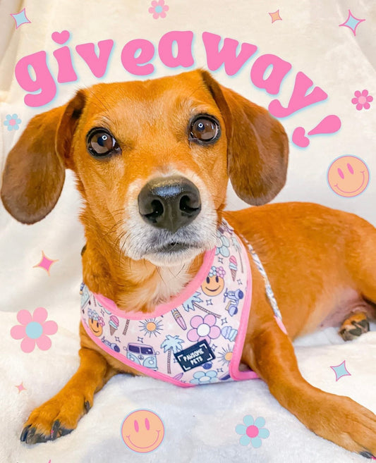 ADJUSTABLE HARNESS - SMILE EVERYDAY - Purrfect Pet Kingdom