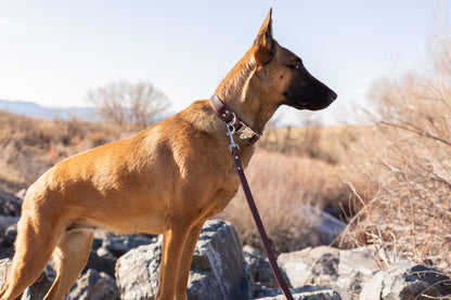 Purrfect Pet Kingdom Modern Style Quick-Release Chocolate Leather Dog Collar (Large 15"-23", Chocolate) - Premium Dog Collars > Leather Dog Collars > Quality Leather Dog Collars