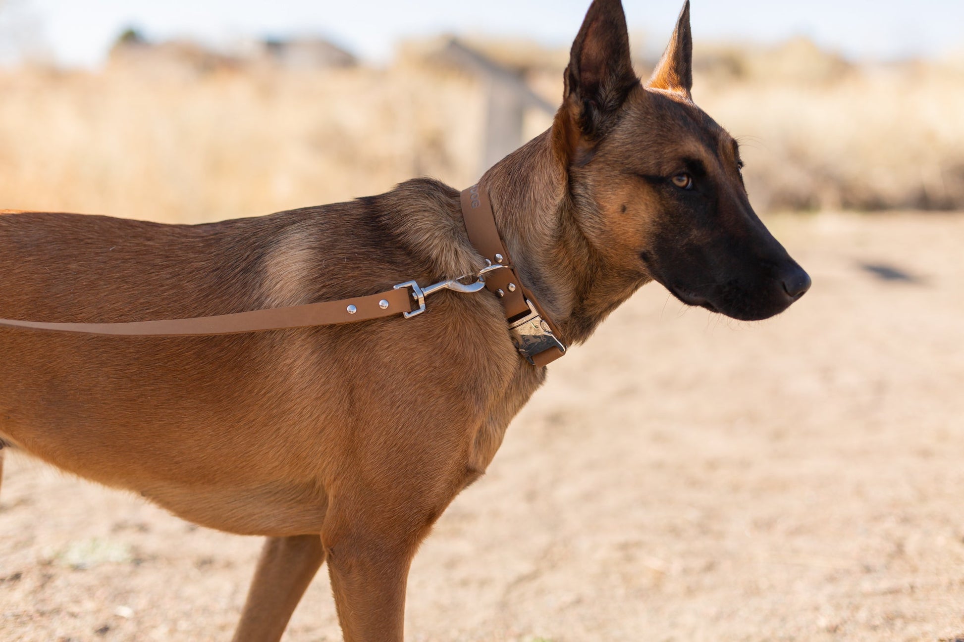 Dog Collar Modern Style Quick-Release Khaki Leather Collar - close up product image for dog collar