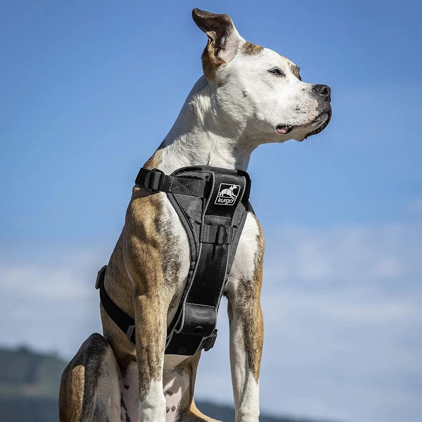 Tru-Fit Smart Dog Walking Harness - Comfortable Fit - Adjustable Harness - Reflective Pet Wear - Quick Strap Release - Daily Walk Accessory - Includes Seat Belt Loop - Black - Medium