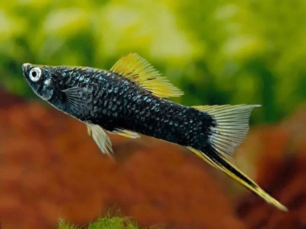 Black Swordtail LARGE