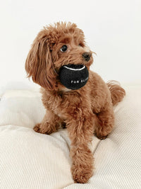 Classic Tennis Ball Set of 5 - Noir