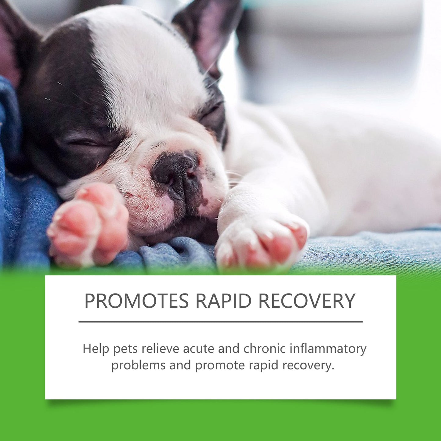 Dietary Supplements For Dogs, To Promote Pet Health Pet Dogs Special Dietary Supplements