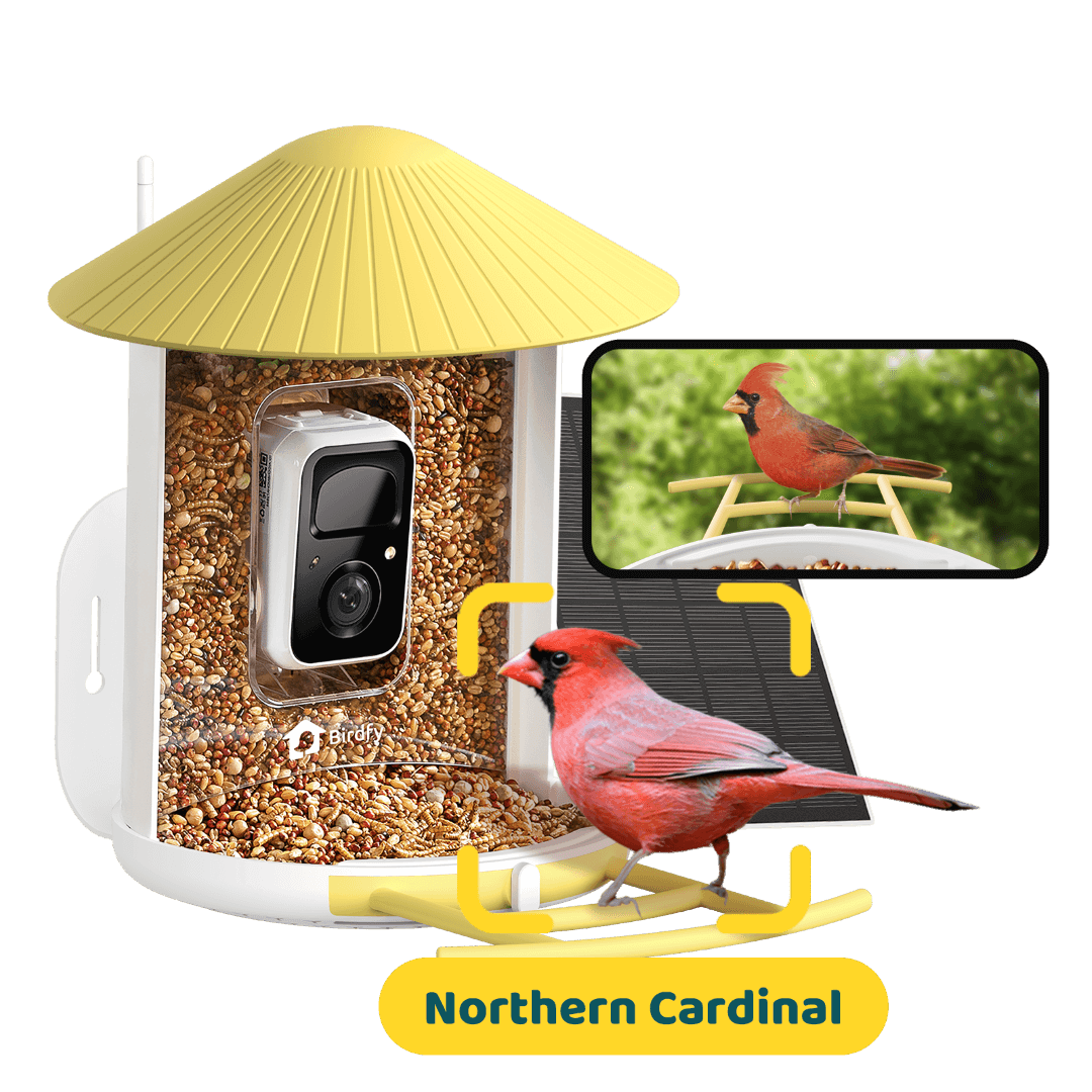 Bird Feeder – Birdfy Solar-Powered Smart Camera Video Tank