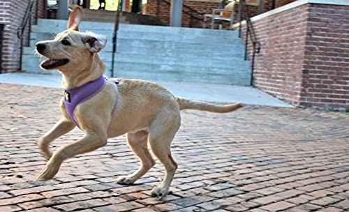 Dog Harness EcoBark Lavender Harness Over-the-Head Soft Mesh - gallery product image for dog harness