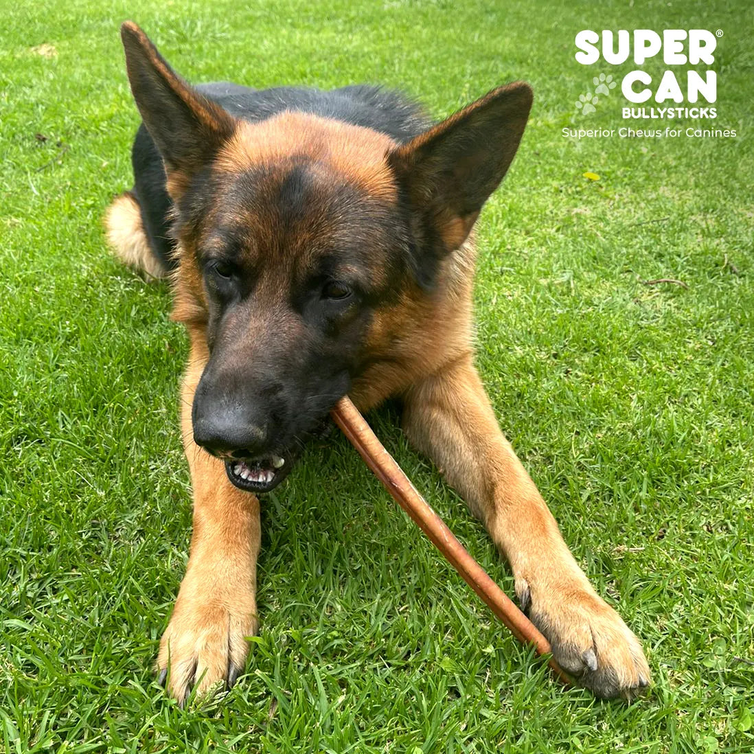 6" Jumbo Bully Sticks by SuperCan Bully Sticks, high-protein dog chews, available in 6, 10, or 15 pcs, brown color.