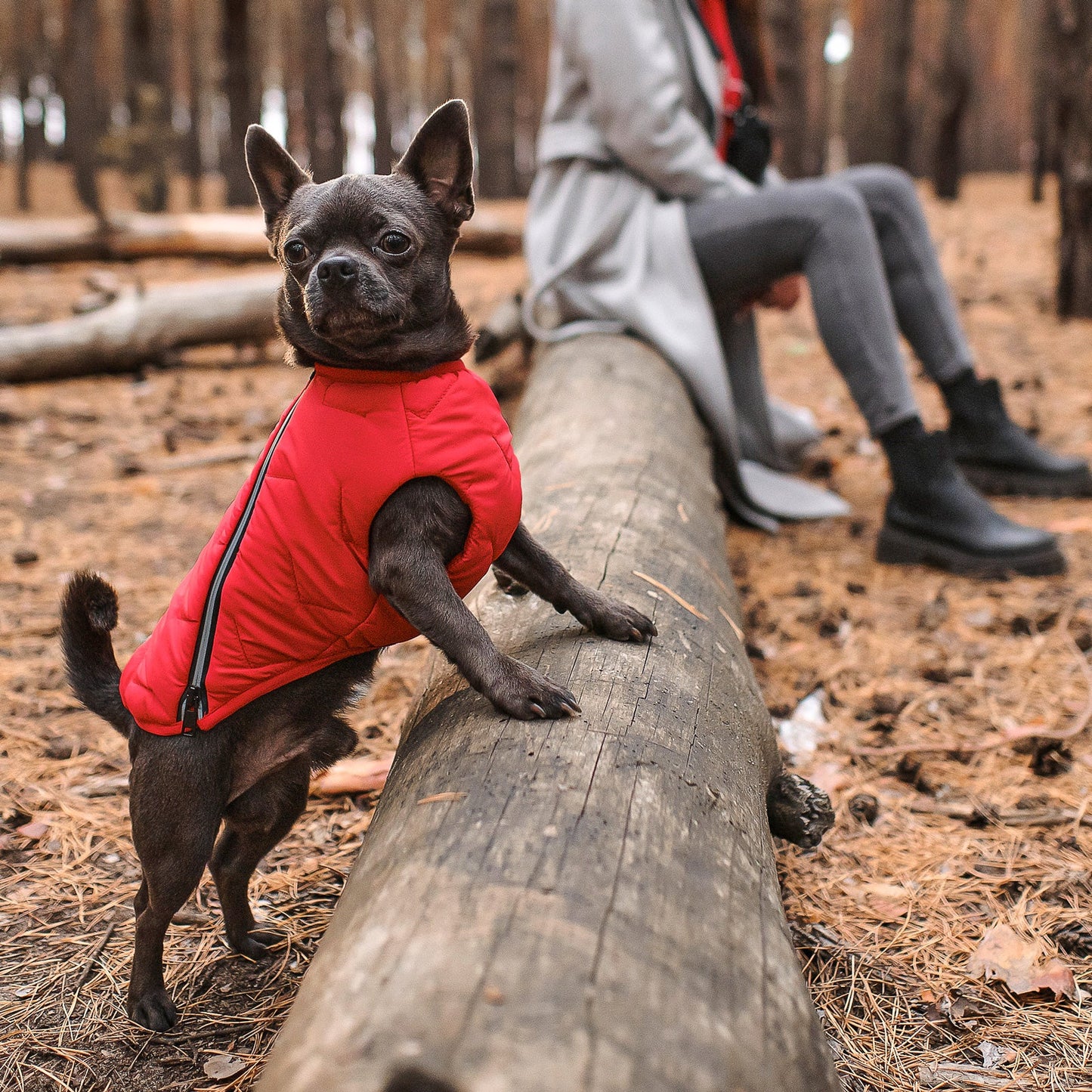 Dog Apparel Sustainable Eco-Friendly Jacket Vest Made in - gallery product image for dog apparel
