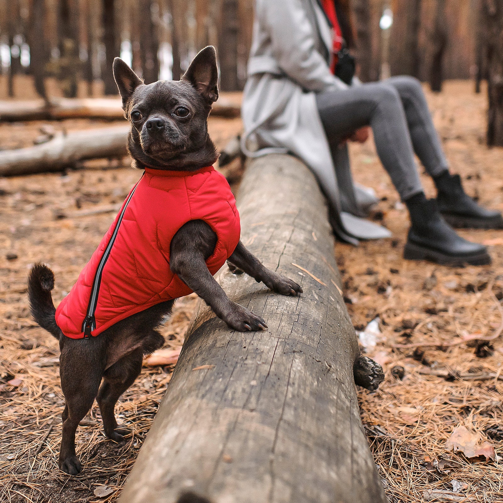 Dog Apparel Sustainable Eco-Friendly Jacket Vest Made in - gallery product image for dog apparel
