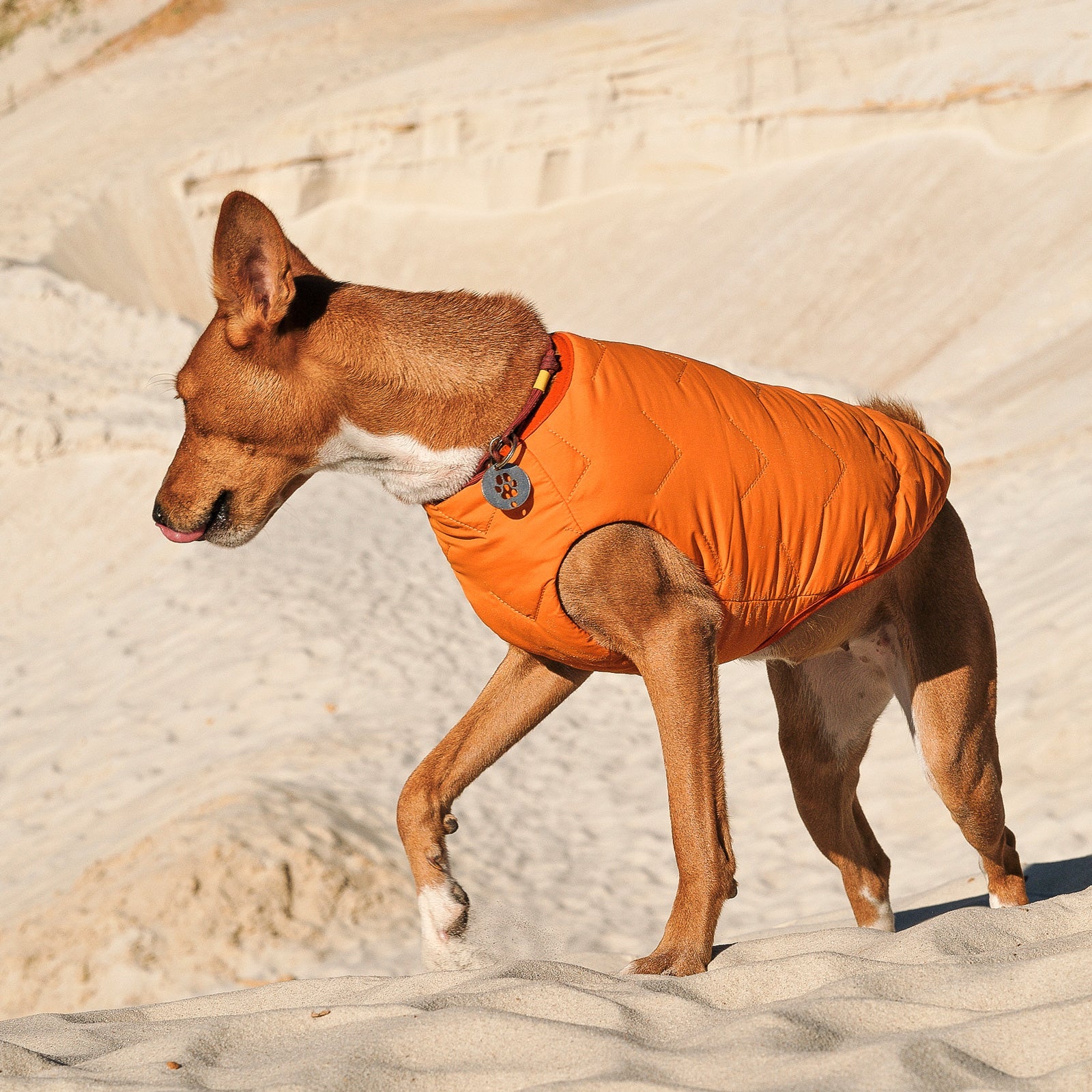 Dog Apparel Sustainable Eco-Friendly Jacket Vest Made in - gallery product image for dog apparel