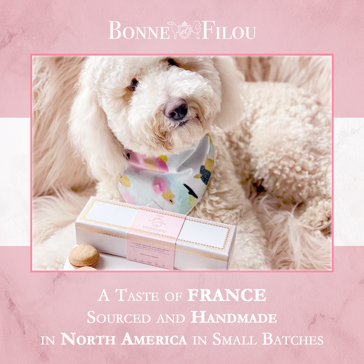Bonne et Filou Dog Macarons (Box of 6)