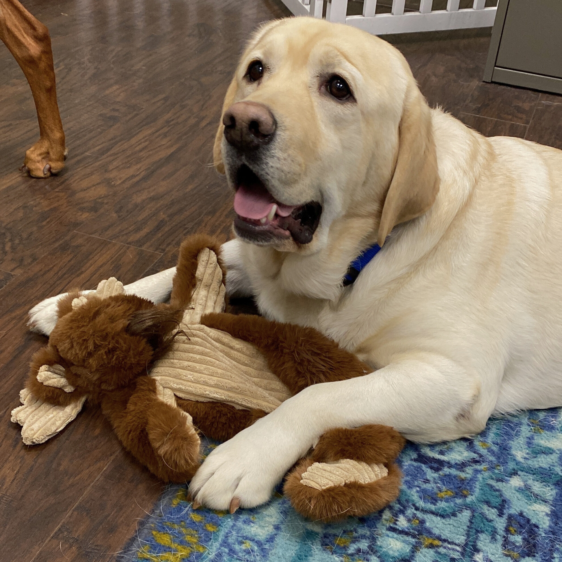 Dog Toy Maple Moose X-Brace Durable Plush Toy for Daily Use - gallery product image for dog toy