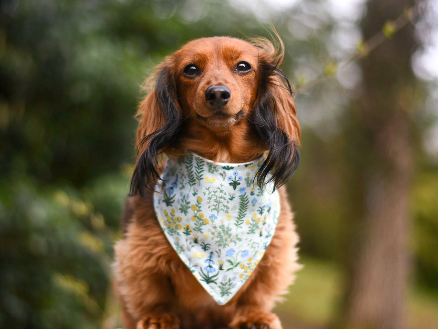 "Gingerbread House" Dog Bandana