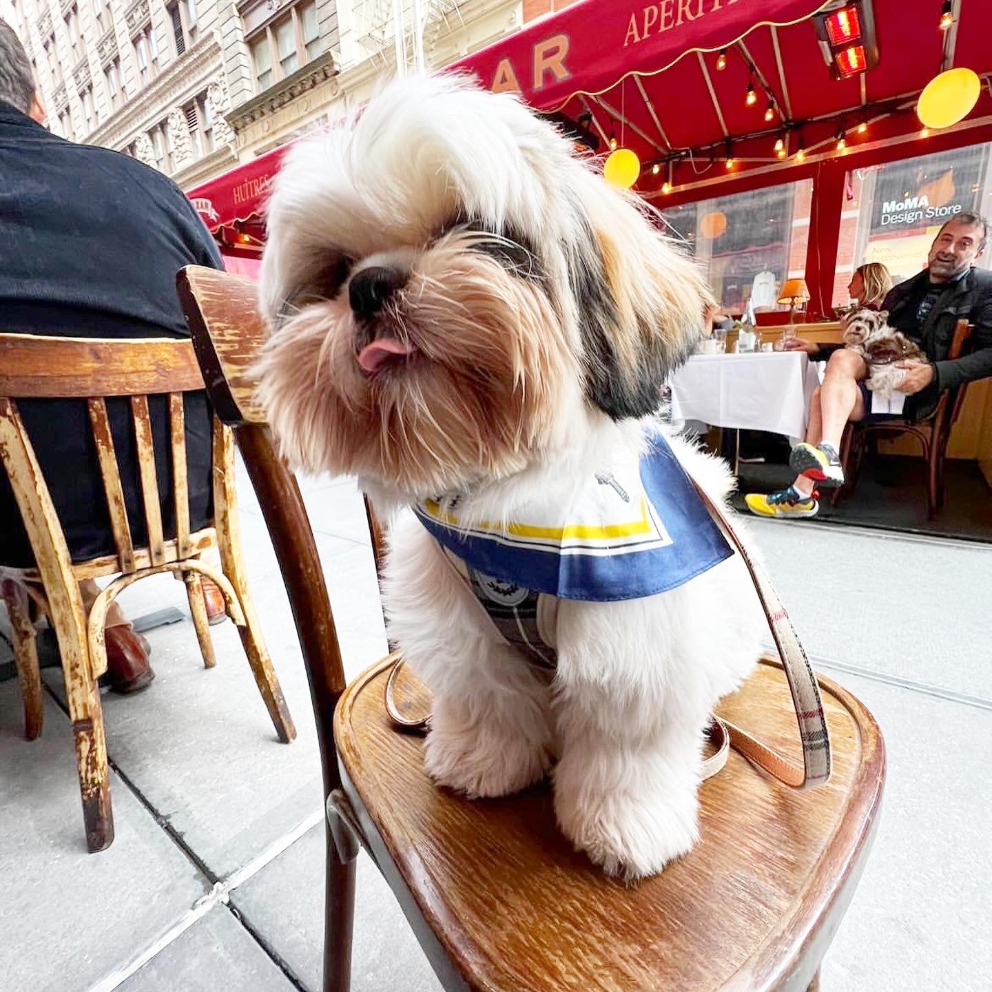 Erin 100% Silk Twill Dog Scarf, or Bandana