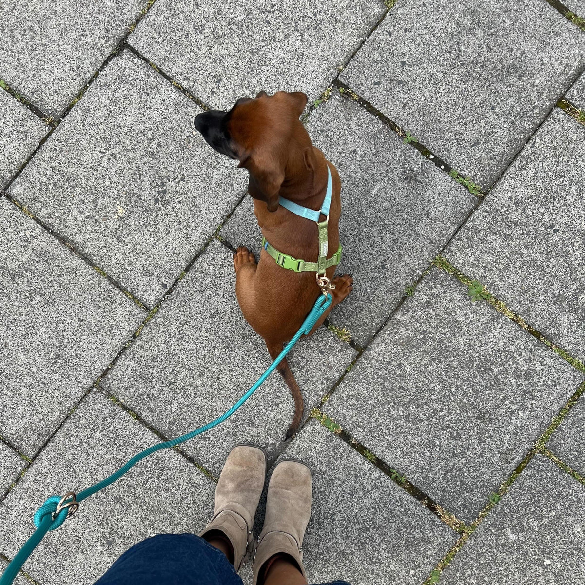Purrfect Kingdom™ - Blue and Green - Dog Harness Adjustable