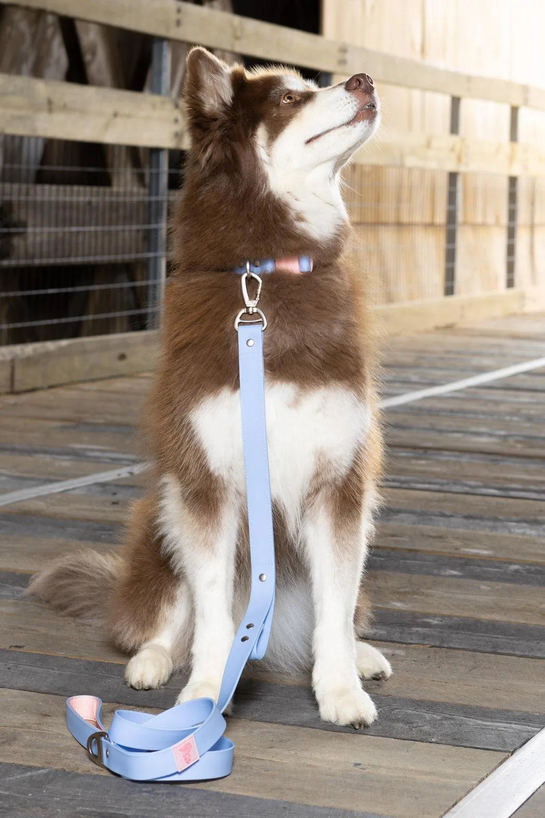 Blue Sky Orchid Waterproof Dog Collar - Dog Collar - Aria the Fox