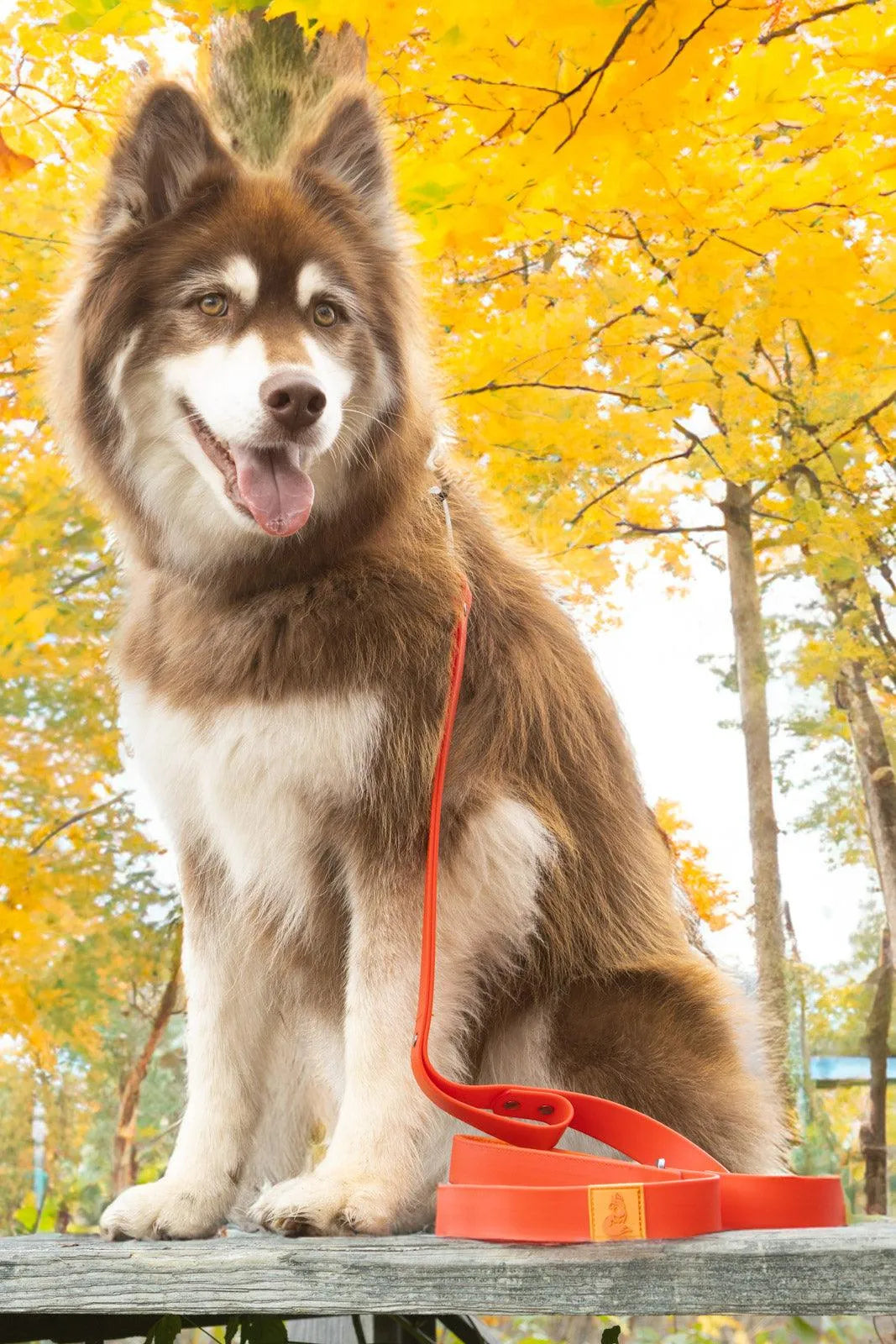 Scarlet Peaks Waterproof Dog Collar - Dog Collar - Aria the Fox
