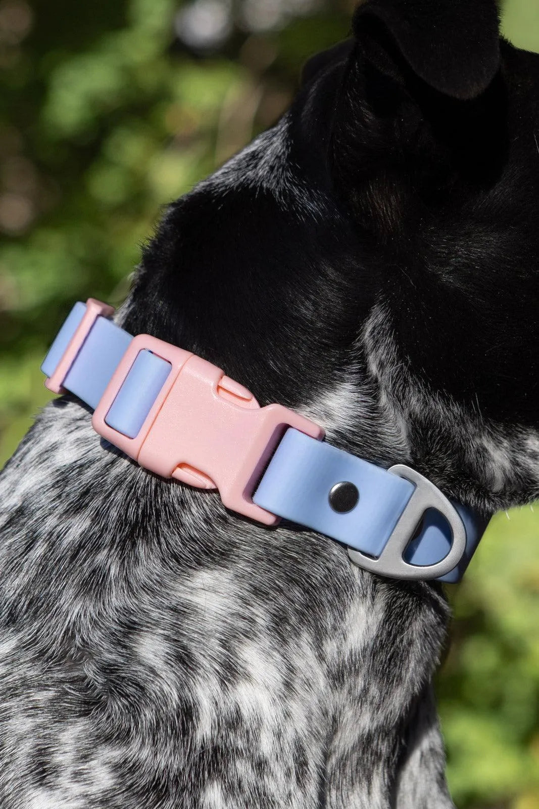 Blue Sky Orchid Waterproof Dog Collar - Dog Collar - Aria the Fox - Periwinkle / Light Pink - 11 - 13 - CO24BS01
