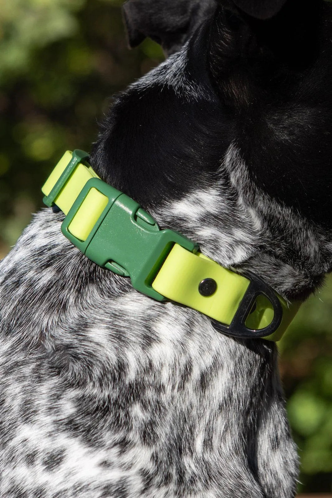Mossy Pine Waterproof Dog Collar - Dog Collar - Aria the Fox