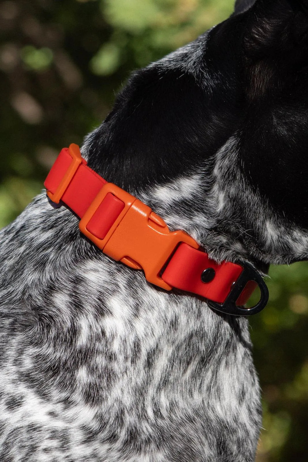 Scarlet Peaks Waterproof Dog Collar - Dog Collar - Aria the Fox