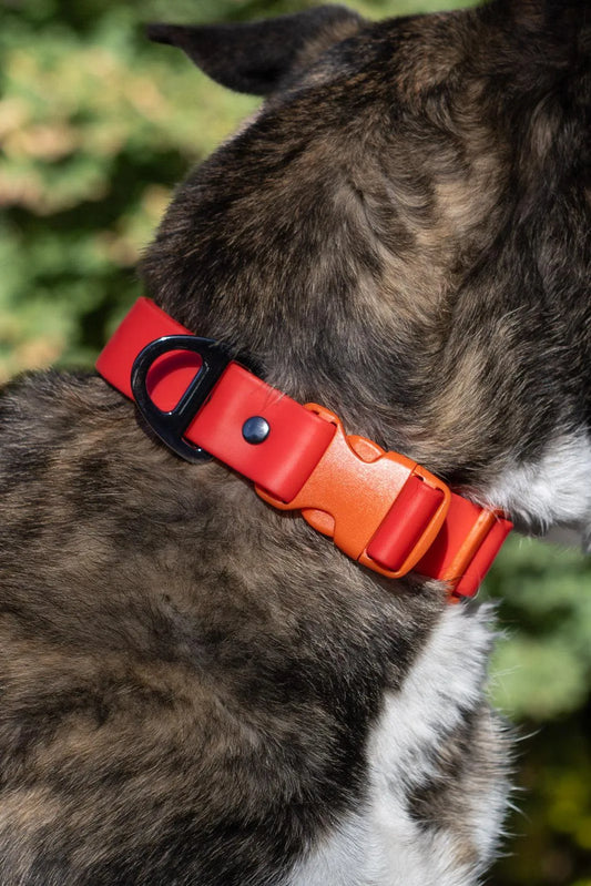 Scarlet Peaks Waterproof Dog Collar - Dog Collar - Aria the Fox