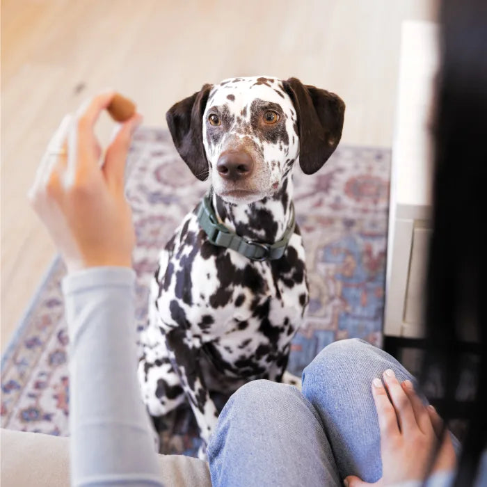 GREENIES Cheese Flavored Capsule Pill Pockets - Pill Pocket - The Family Pet