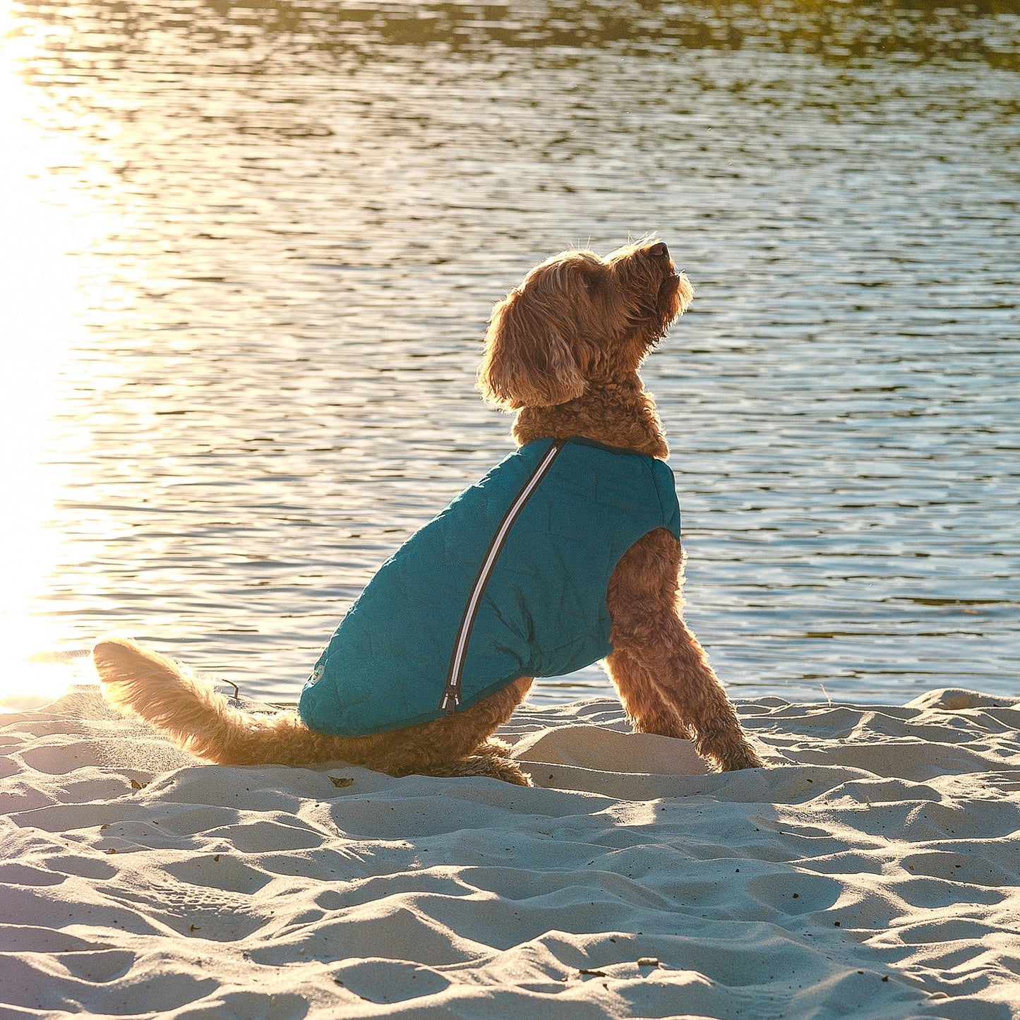 Dog Apparel Sustainable Eco-Friendly Jacket Vest Made in - gallery product image for dog apparel