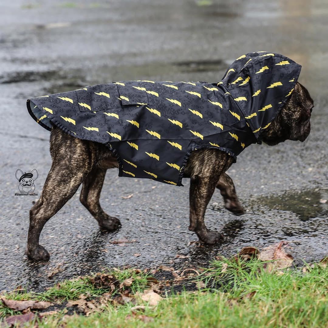 Pawgwarts Poncho | Purrfect Pet Kingdom