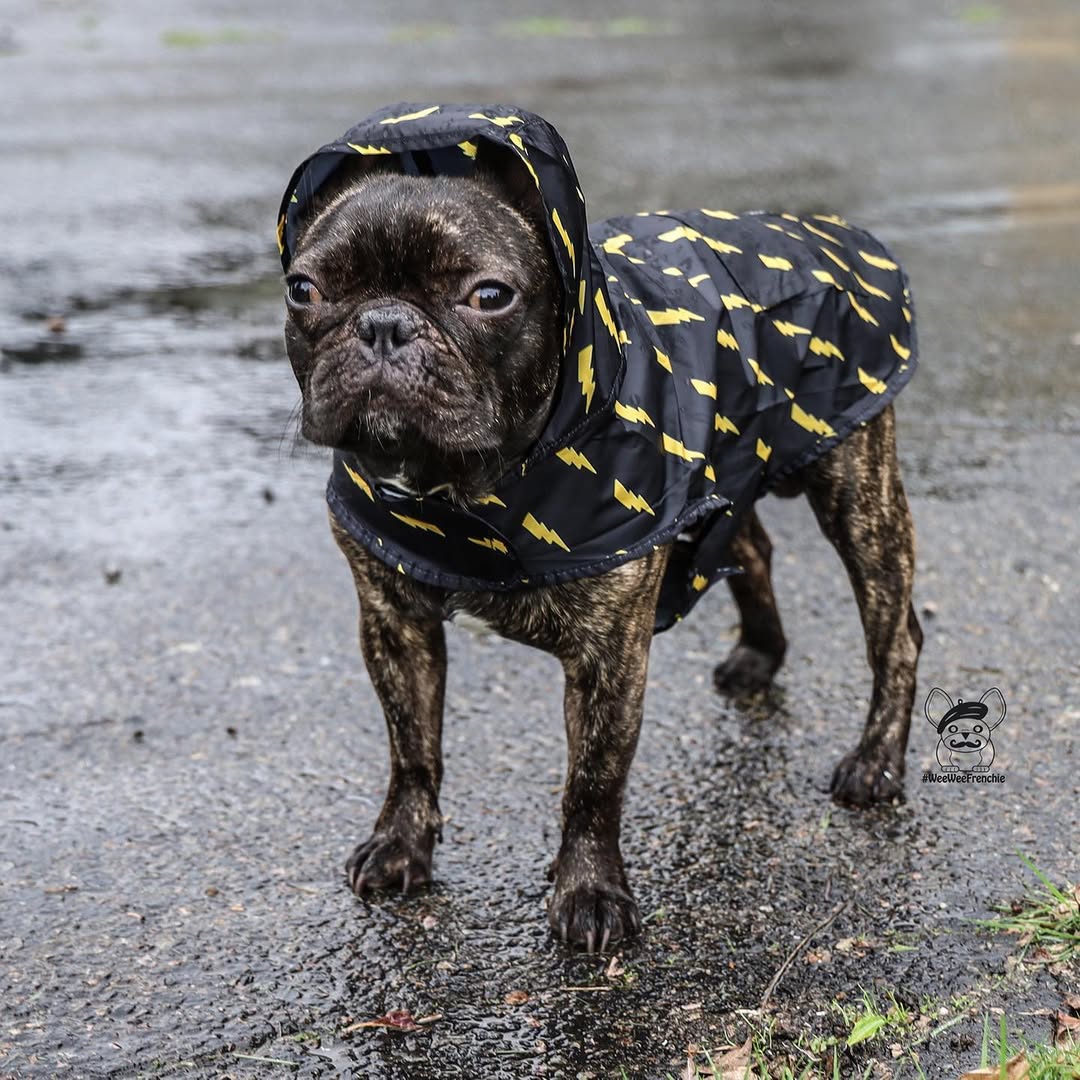 Pawgwarts Poncho | Purrfect Pet Kingdom