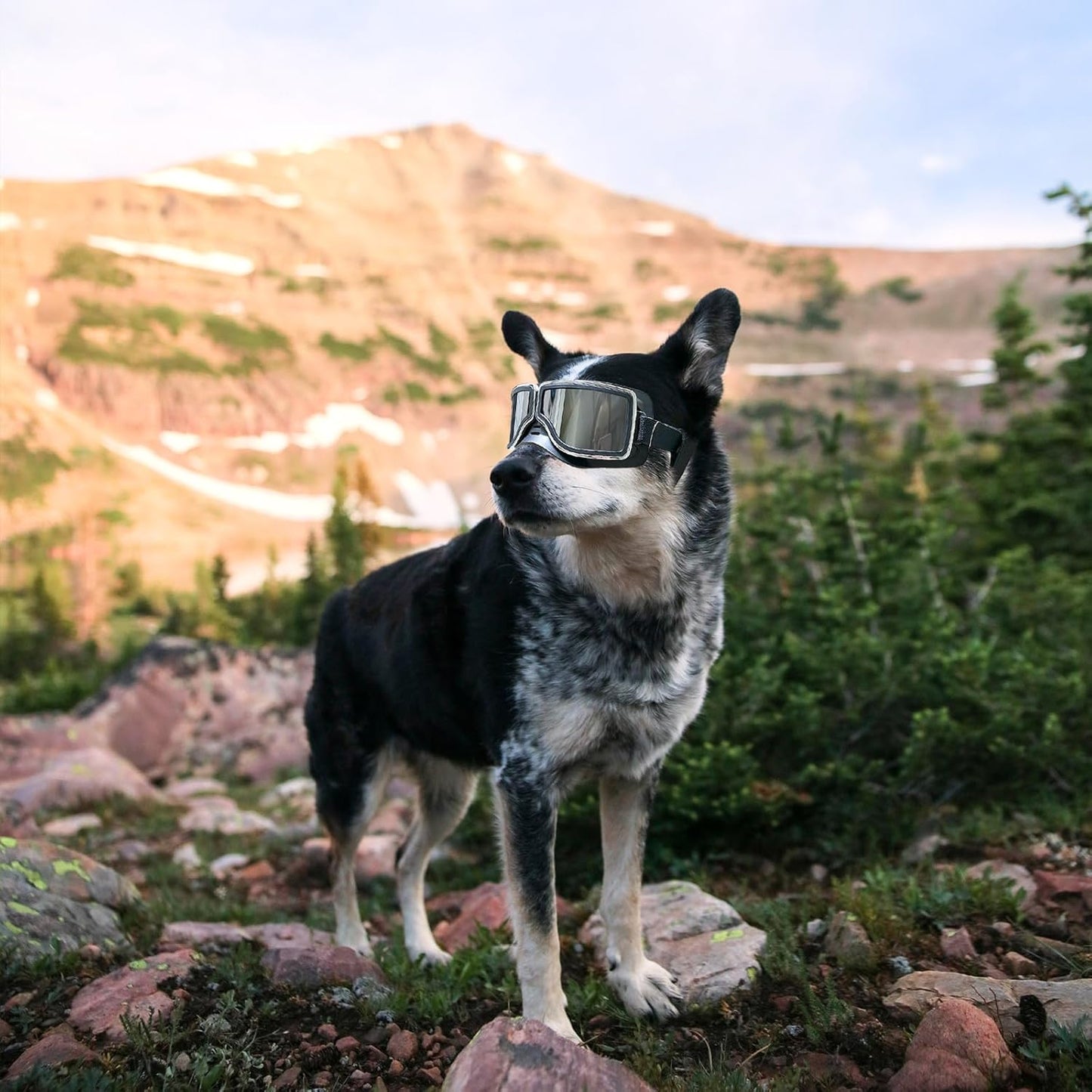 Dog Goggles Medium to Large Breed Pilot Style