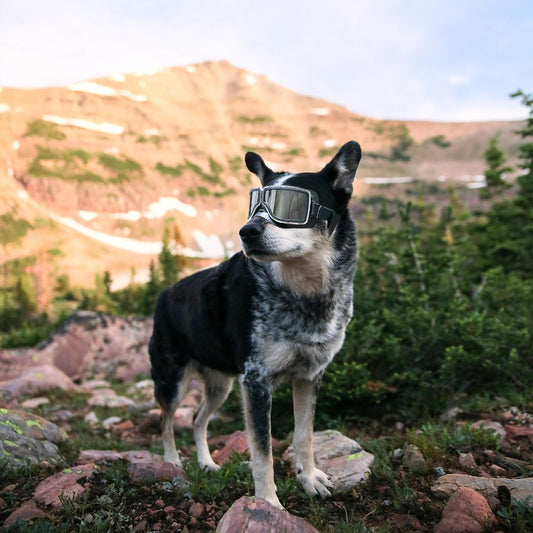 Dog Goggles Medium to Large Breed Pilot Style