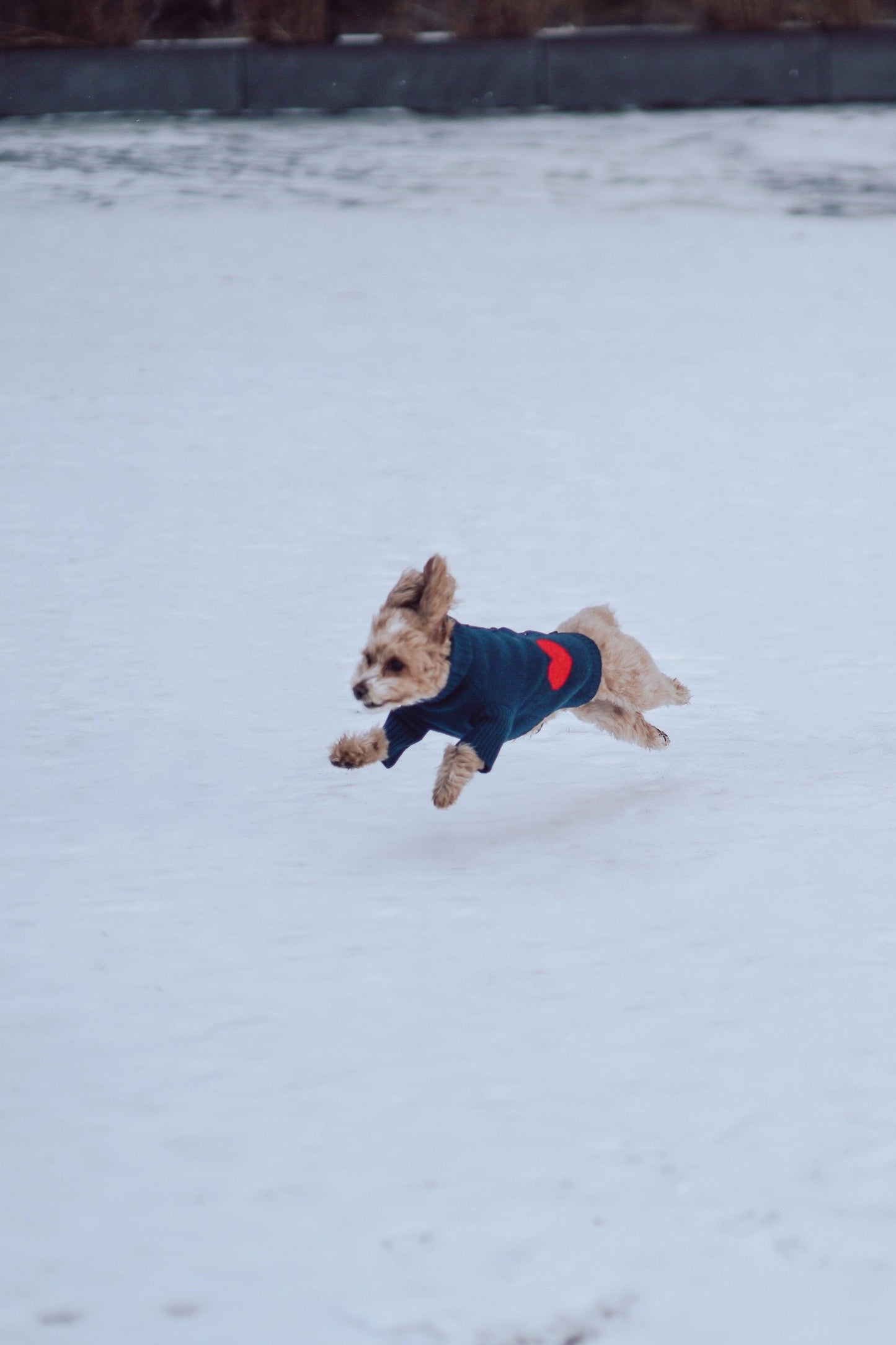Heart to Heart Button - Up Cardigan Sweater - Dog Sweater - BarkBarkBaby