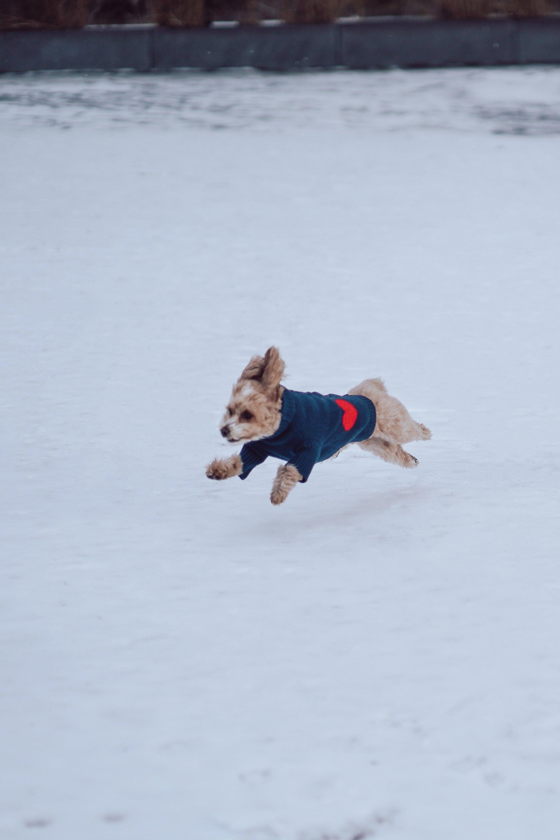 Heart to Heart Button - Up Cardigan Sweater - Dog Sweater - BarkBarkBaby